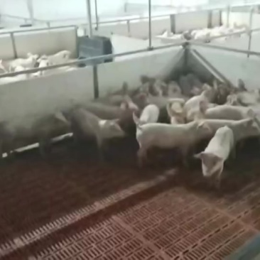 三元仔猪