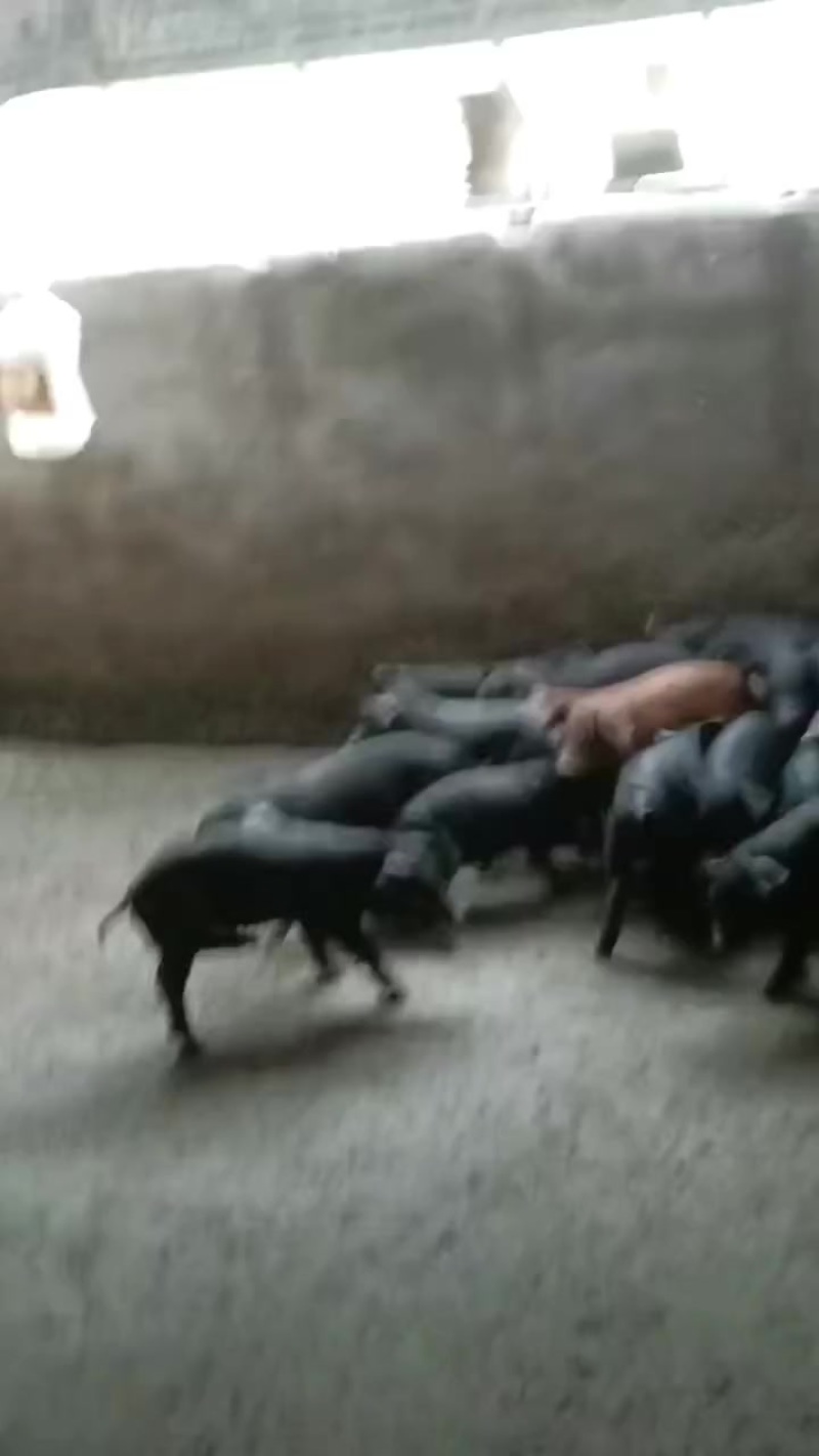 三元仔猪