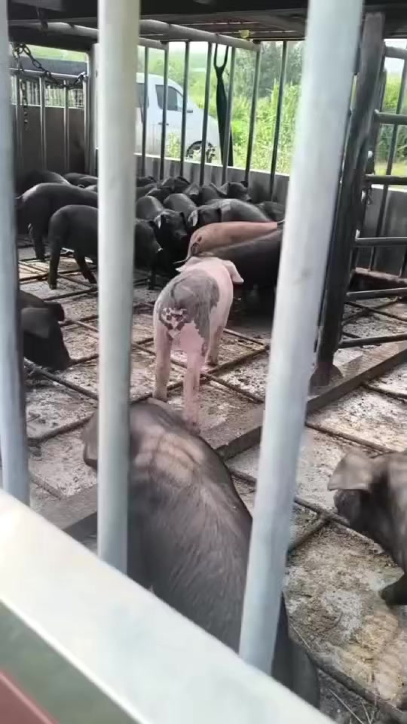 三元仔猪