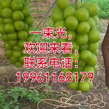 西昌阳光玫瑰