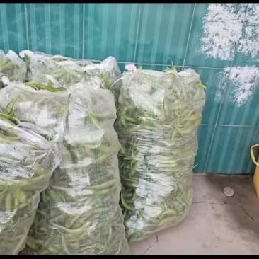 香妍15号辣椒