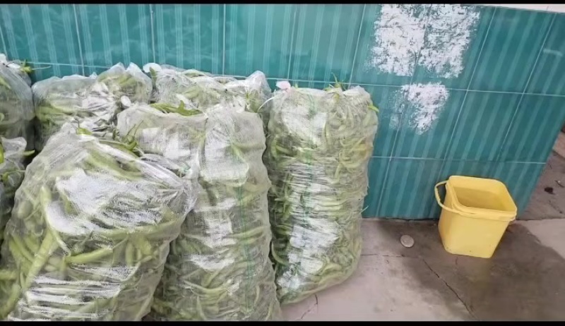 香妍15号辣椒