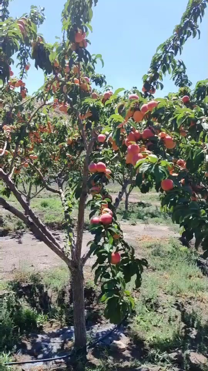 黄梅杏