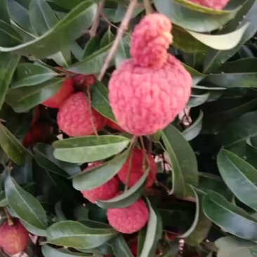 麻垌仙进奉荔枝