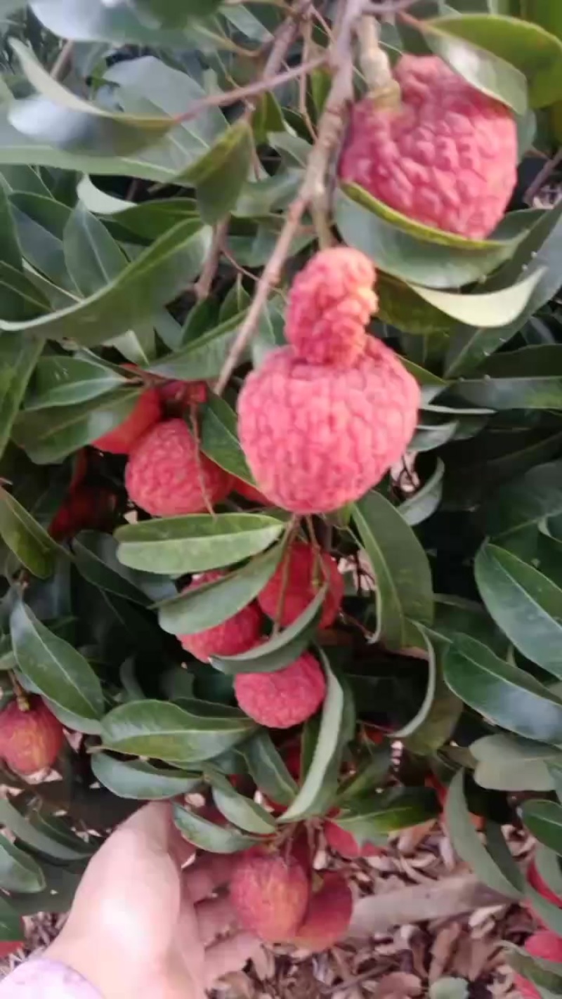 麻垌仙进奉荔枝