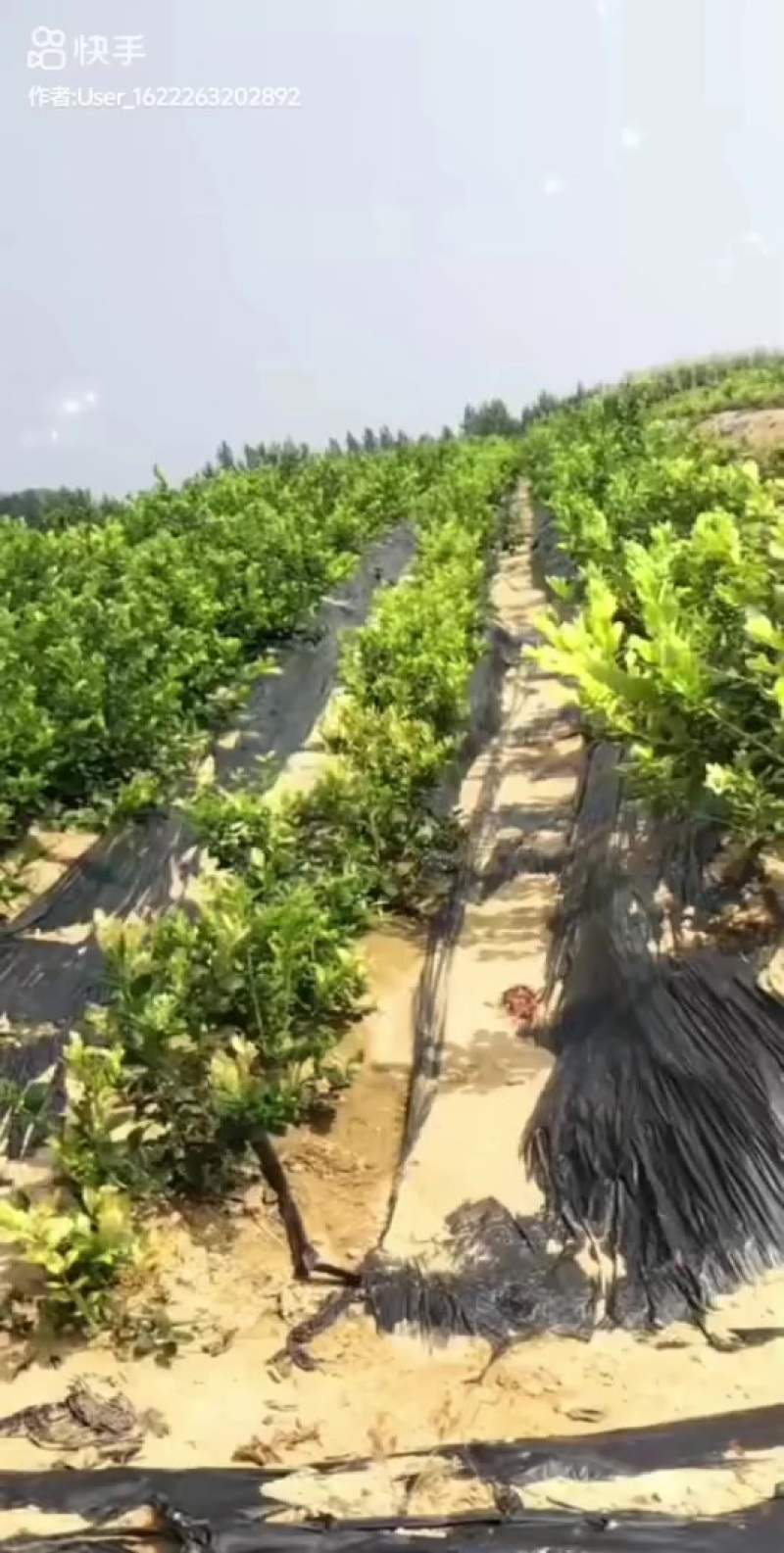 蓝莓苗