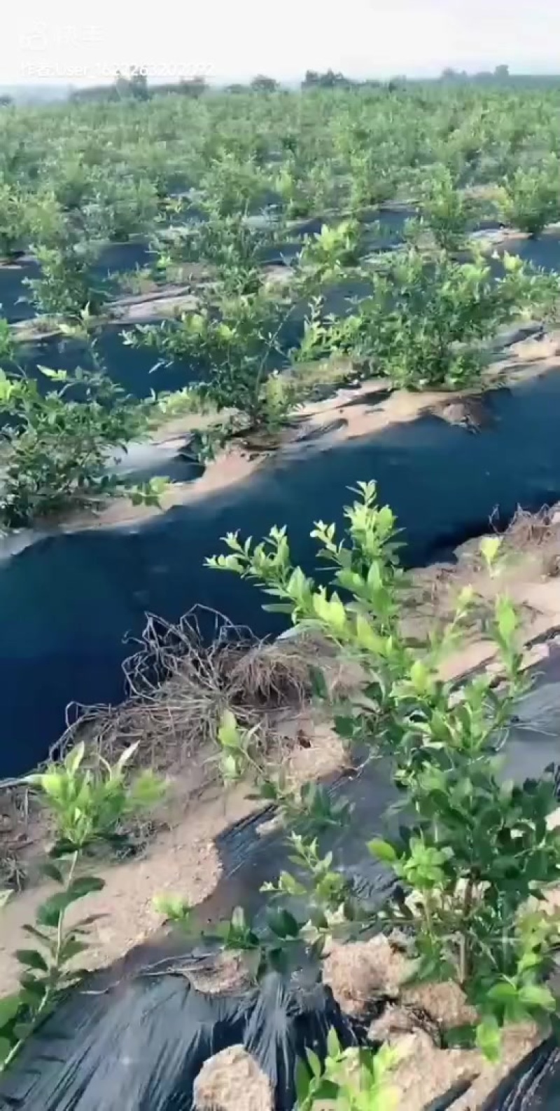 蓝莓苗