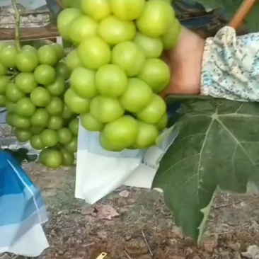 阳光玫瑰葡萄