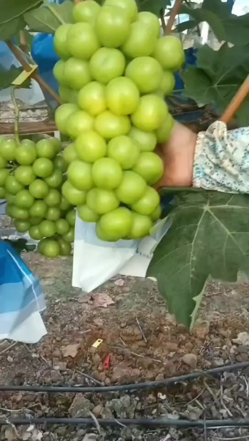 阳光玫瑰葡萄