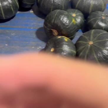 贝贝南瓜大量有货，各种品质，各种规格，需要的老板联系