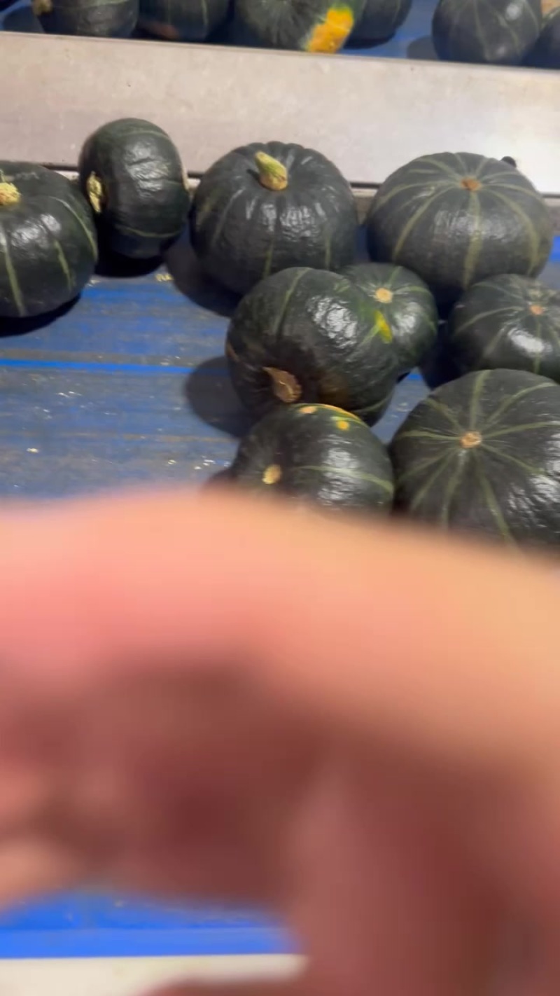 贝贝南瓜大量有货，各种品质，各种规格，需要的老板联系