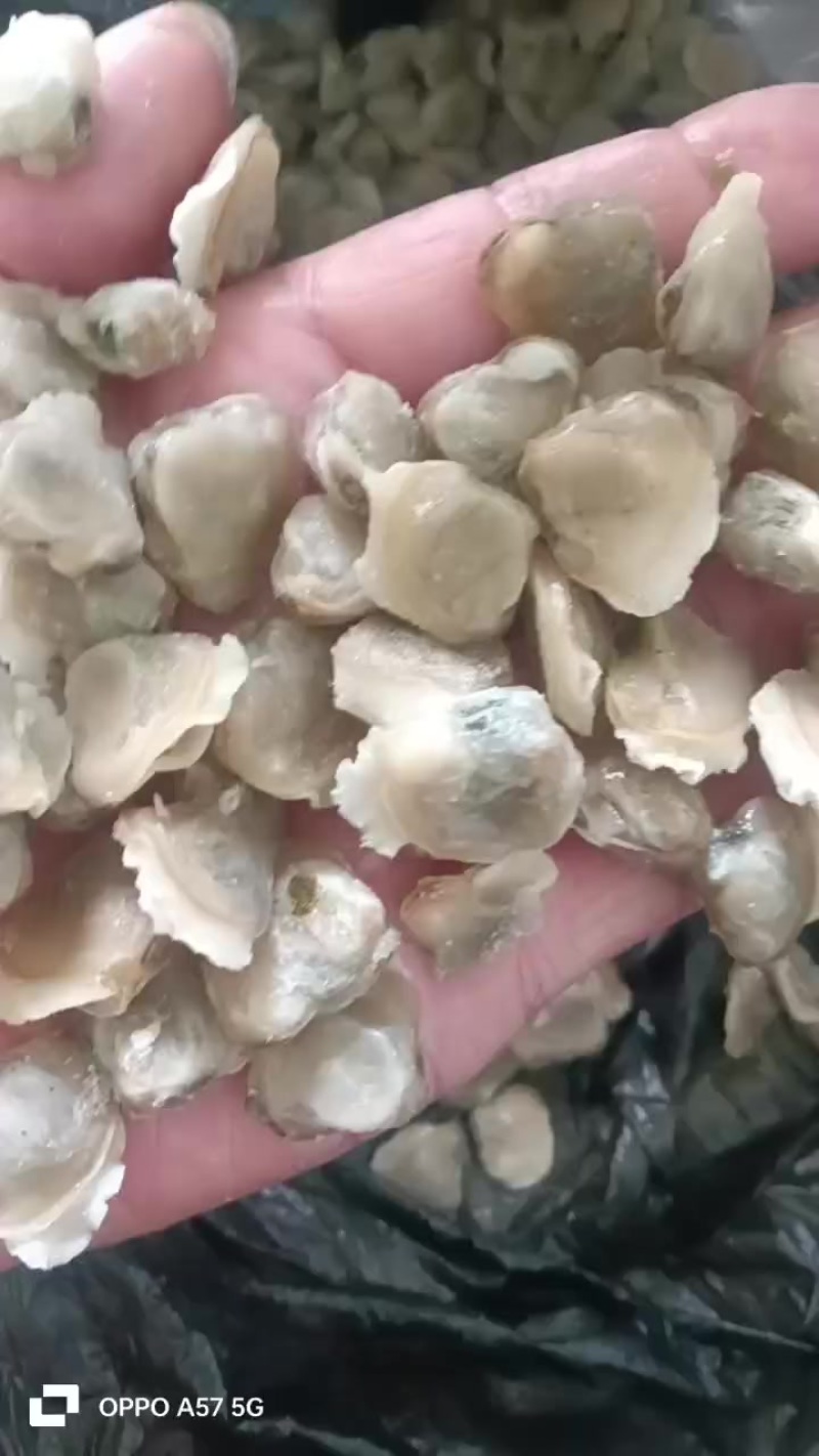 河蛤肉