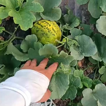 小甜瓜
