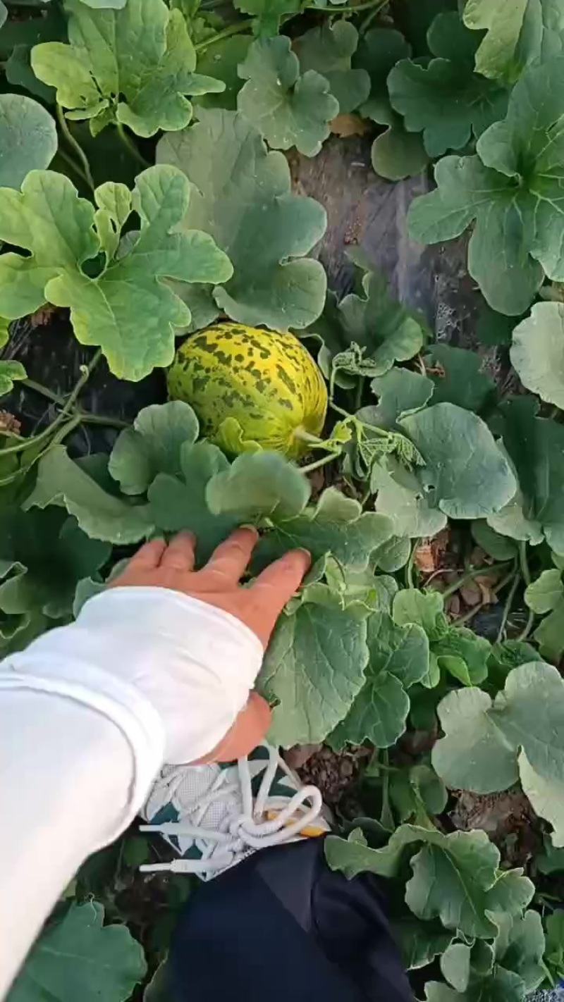 小甜瓜