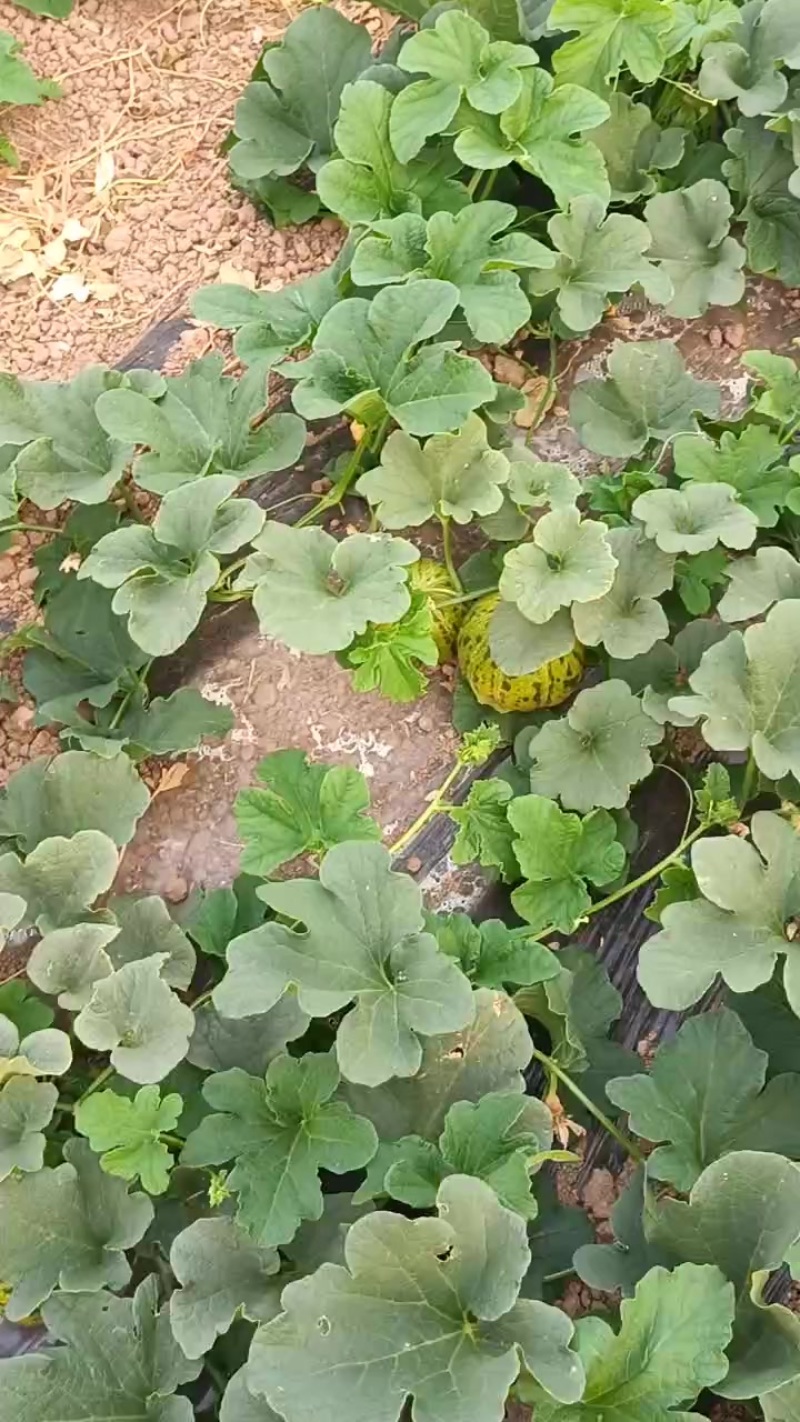 小甜瓜