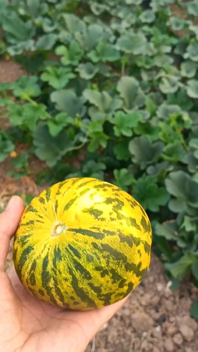 小甜瓜