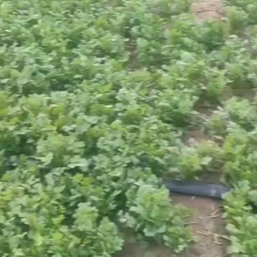 香菜
