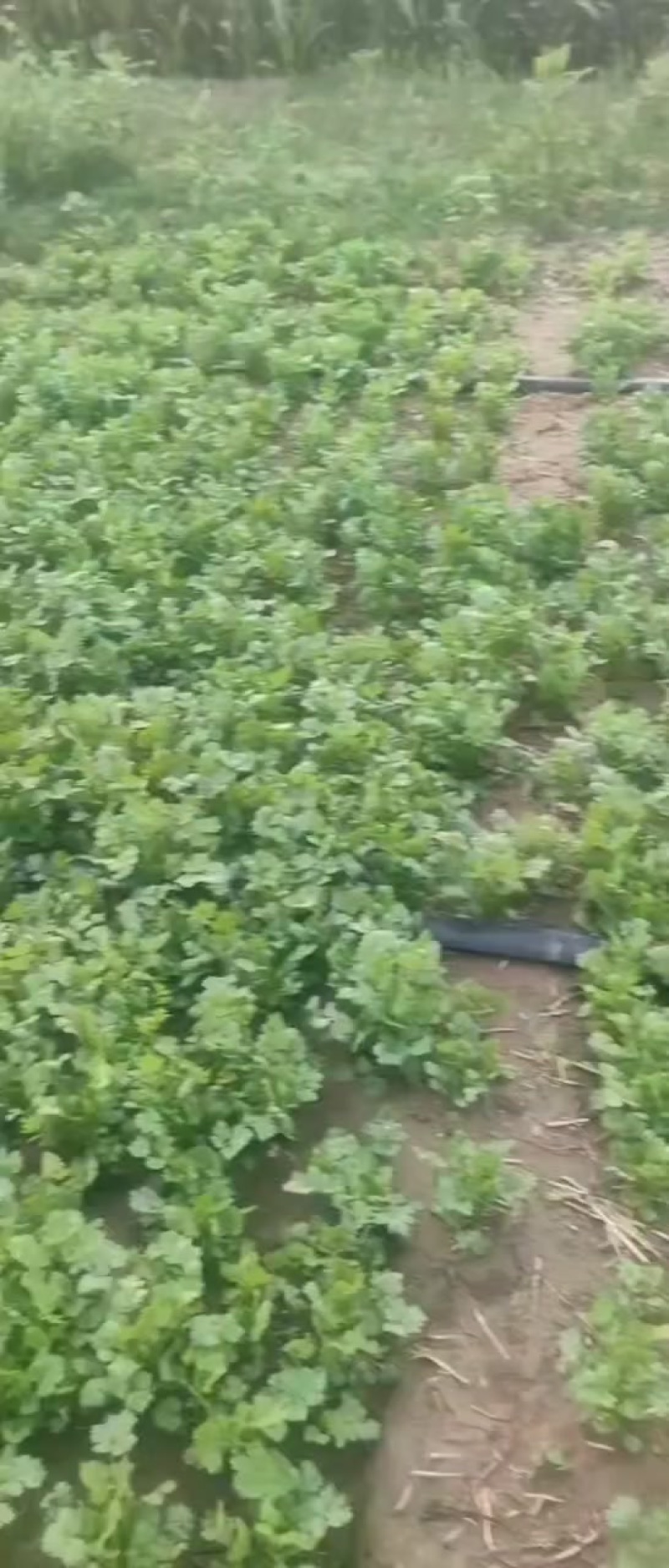 香菜