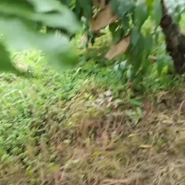 黄桃