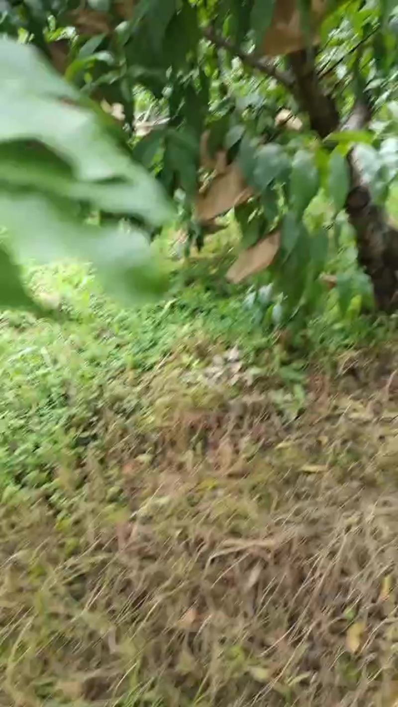 黄桃
