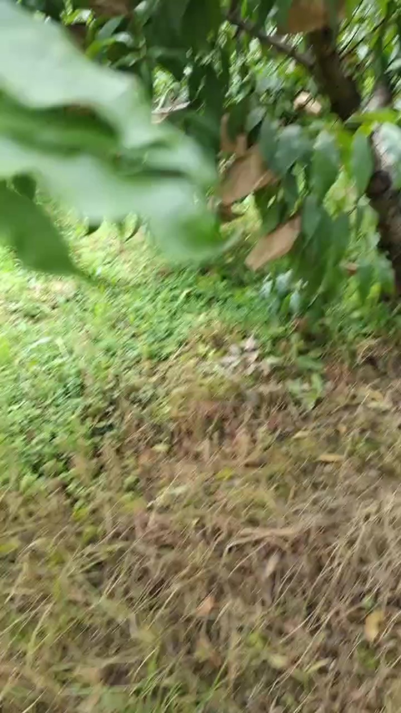 黄桃