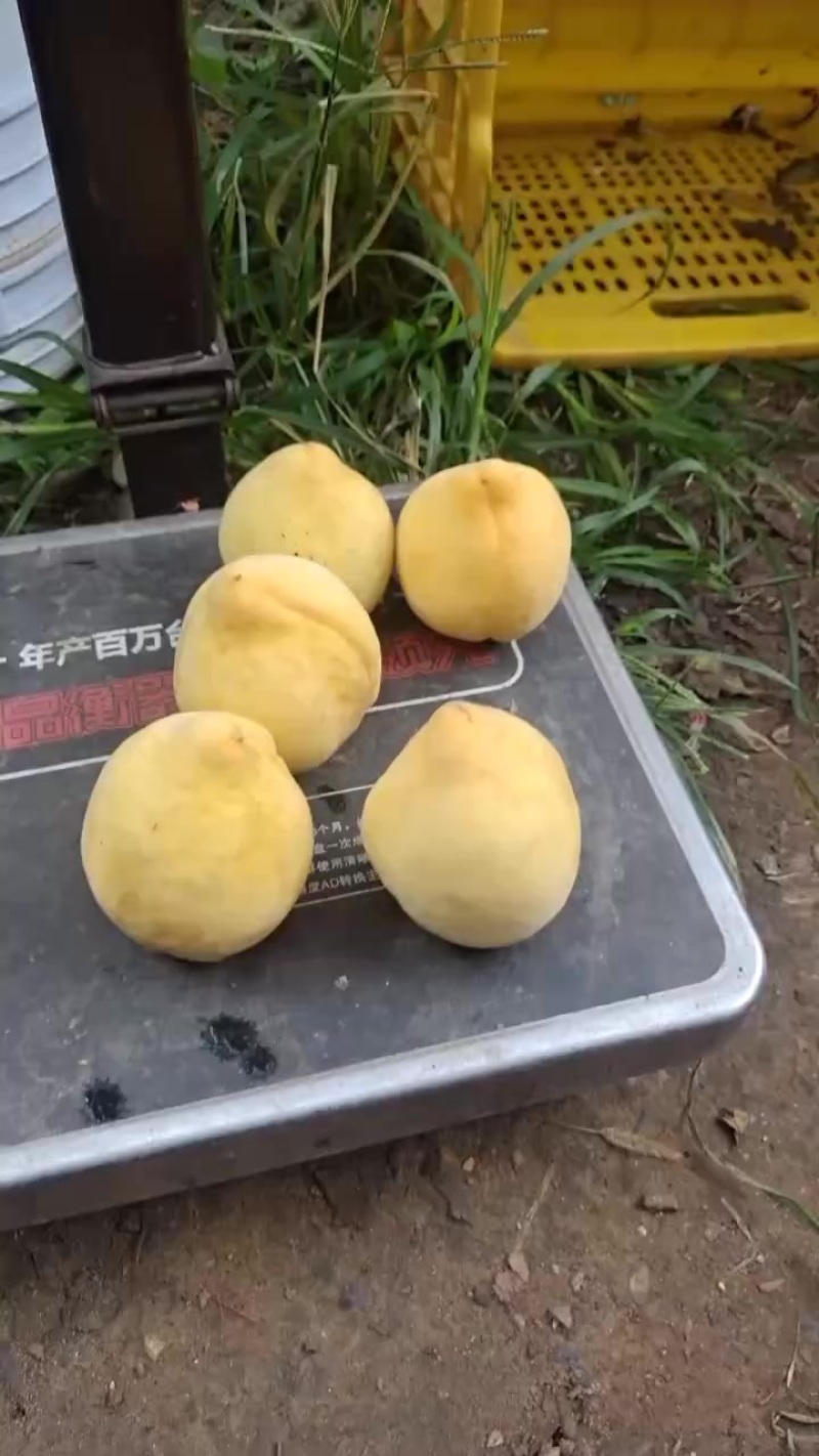 黄桃