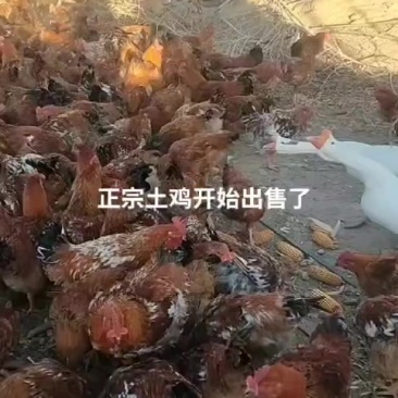 农场散养走地鸡