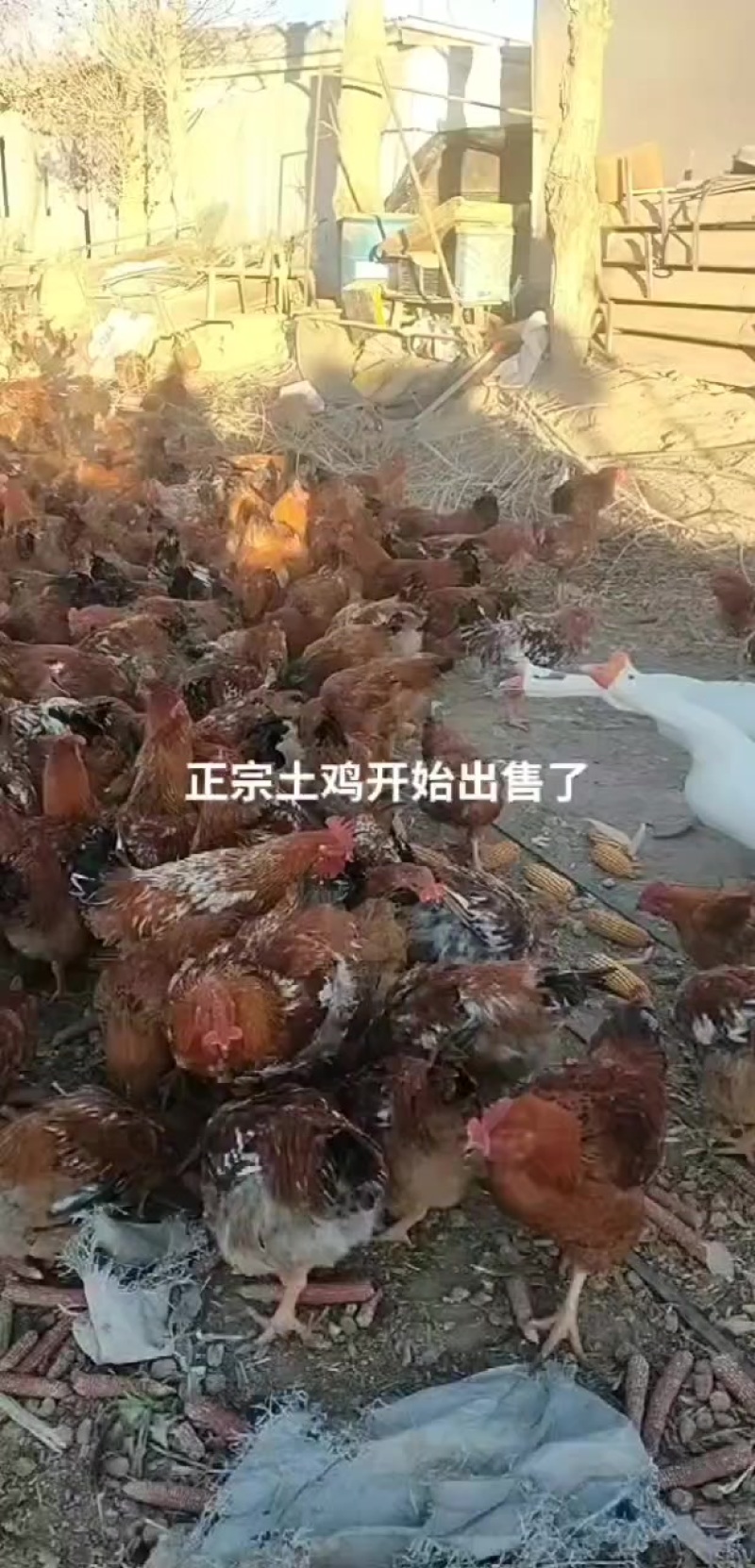 农场散养走地鸡