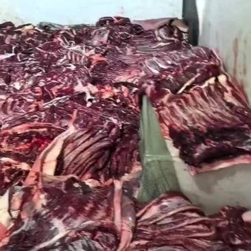 现宰马肉检疫证件齐全