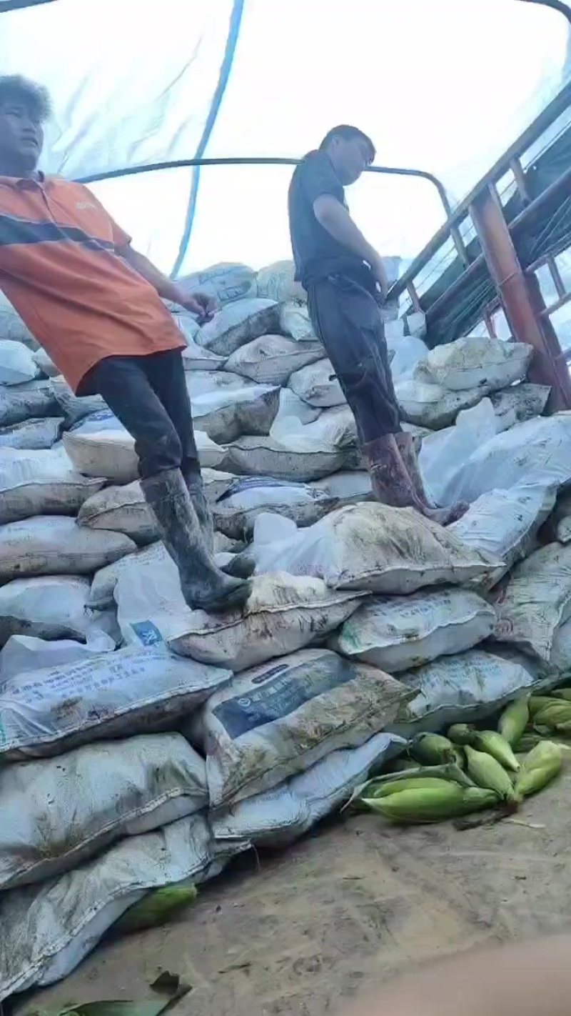 水果玉米玉米