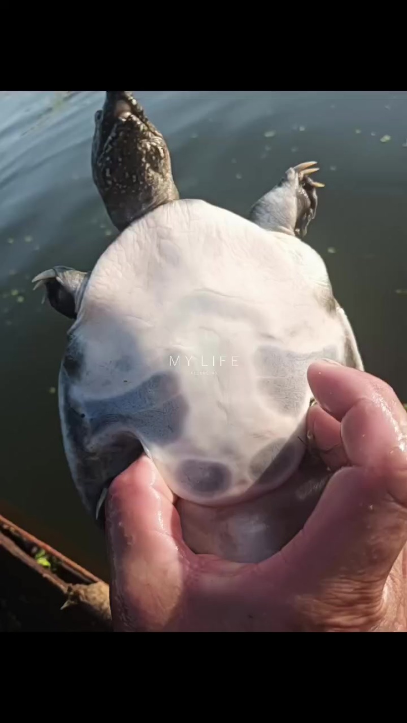 吃龙虾头中华鳖
