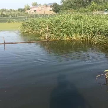 吃龙虾头中华鳖