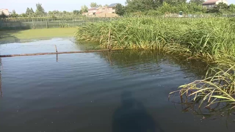 吃龙虾头中华鳖