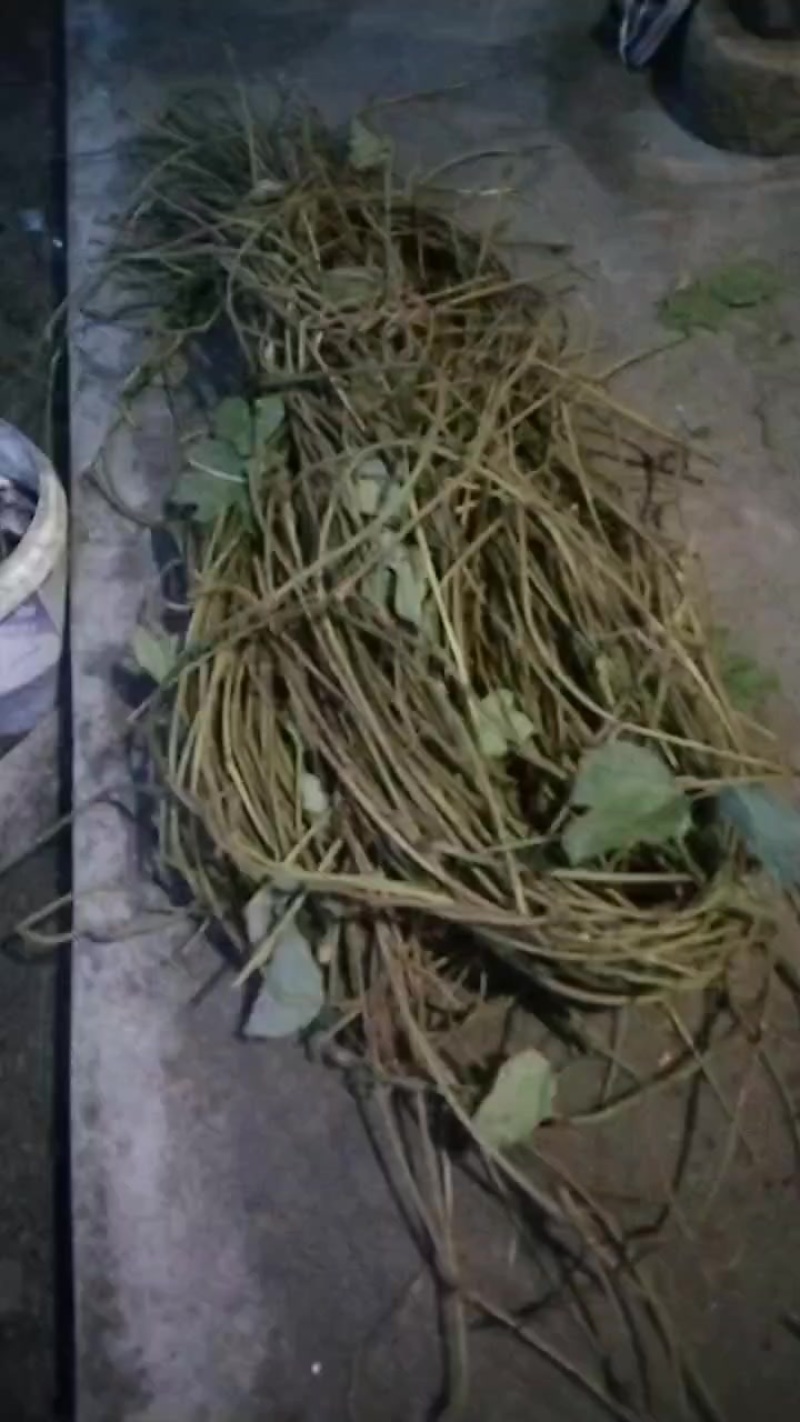 葛麻出售