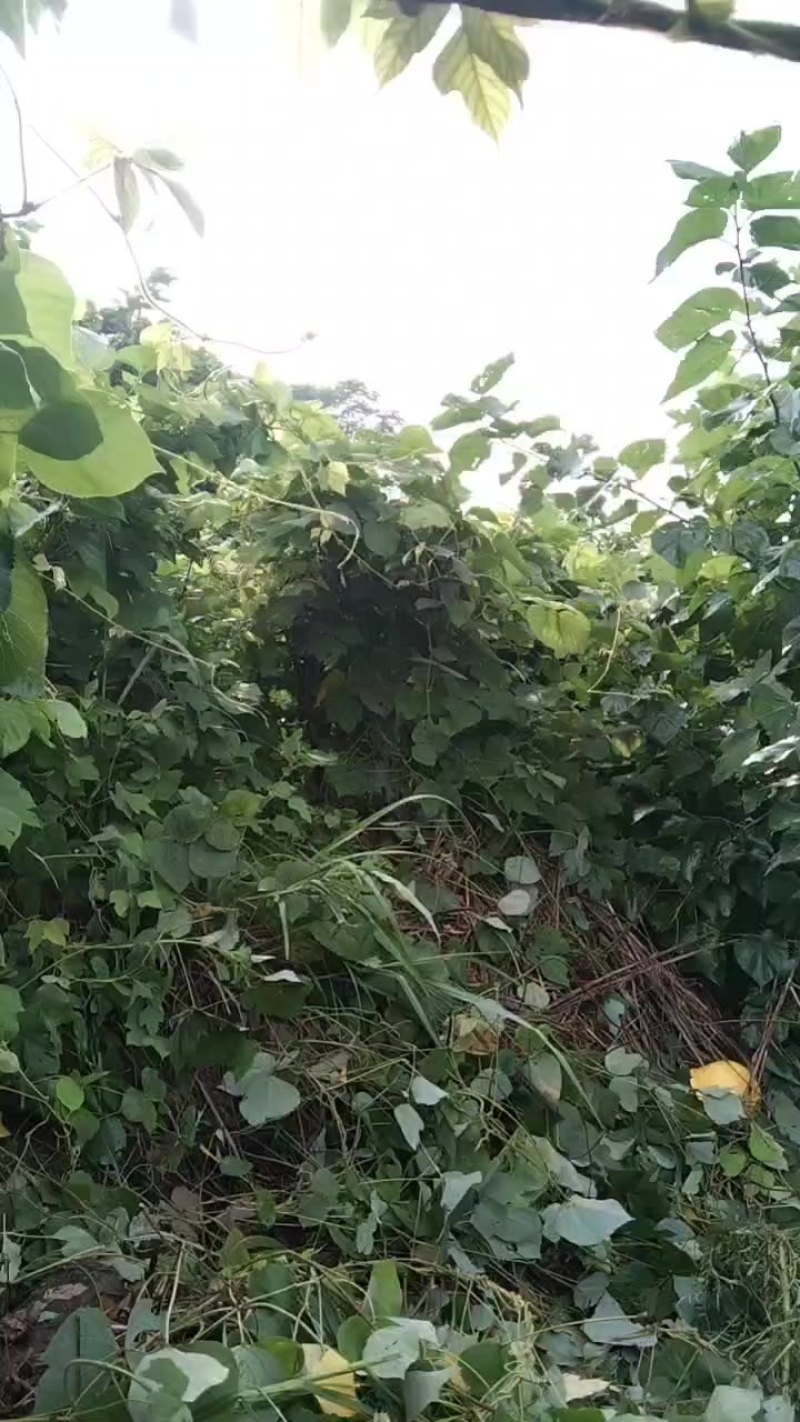 葛麻出售