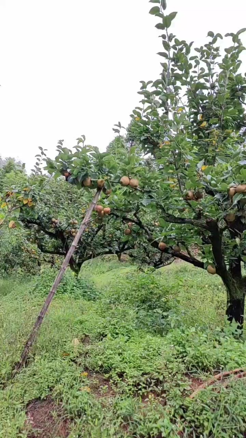 建宁黄花梨
