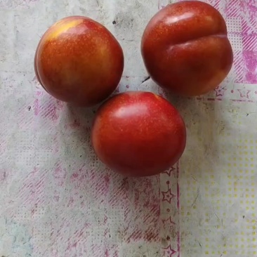 李子