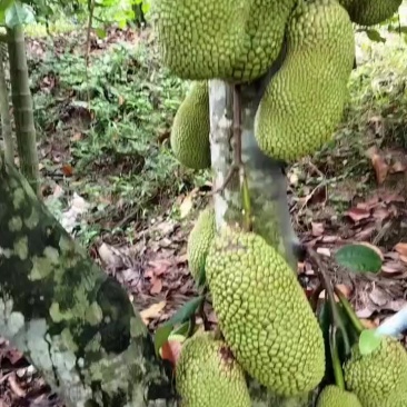 海南榴莲蜜批发