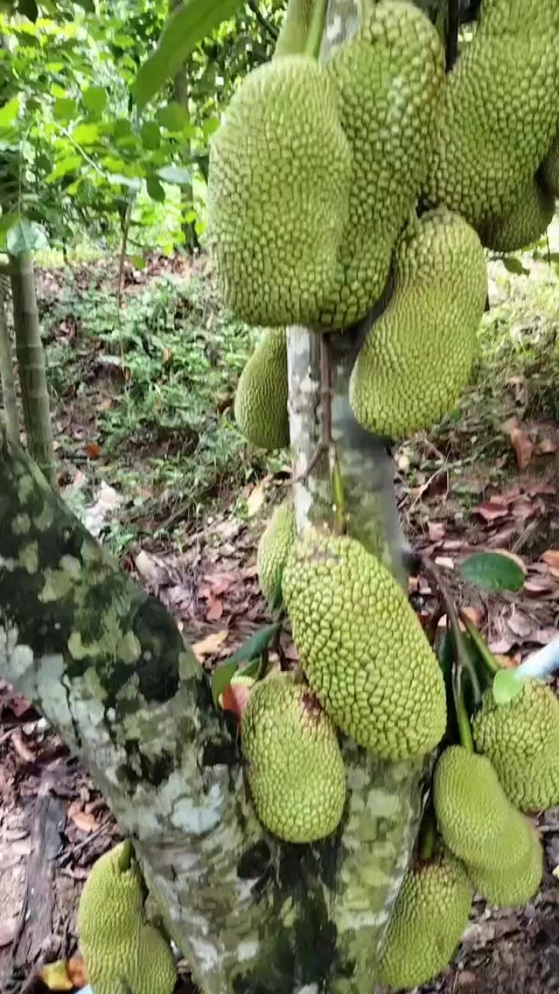 海南榴莲蜜批发