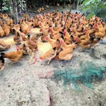 七个半月正宗散养竹林土鸡