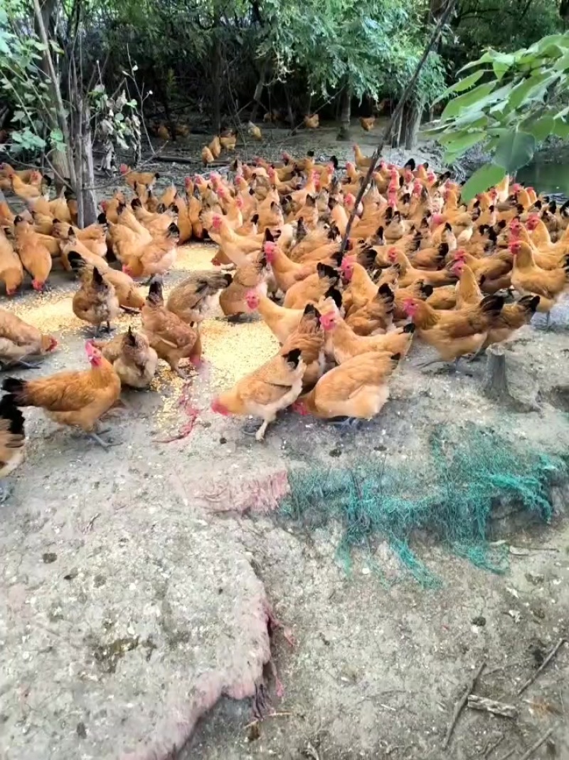 七个半月正宗散养竹林土鸡