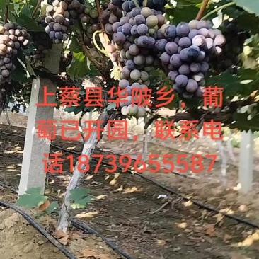 巨峰葡萄