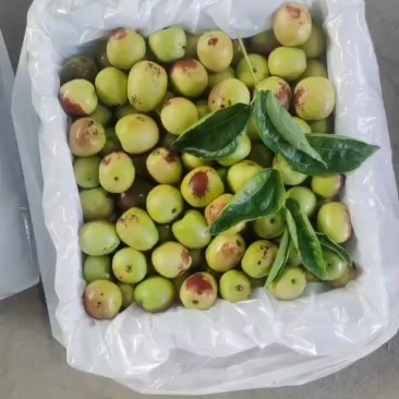 大荔冬枣