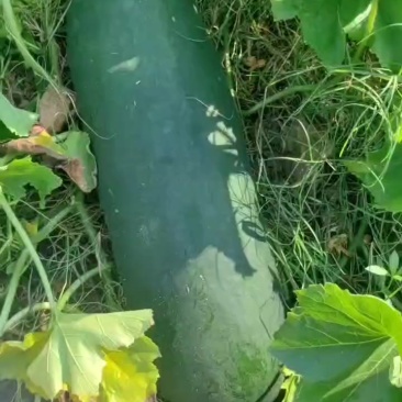 黑皮瓜