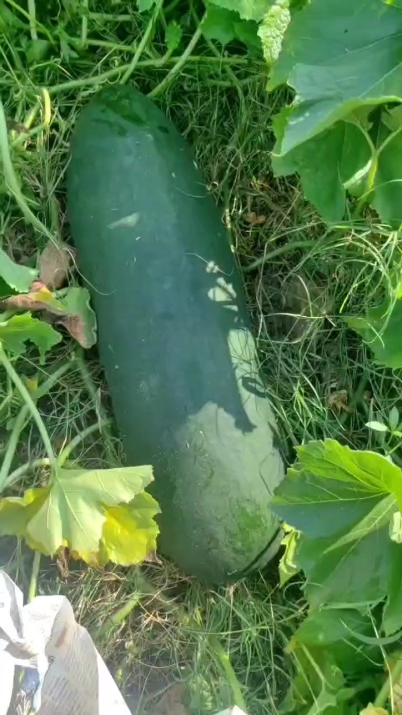 黑皮瓜