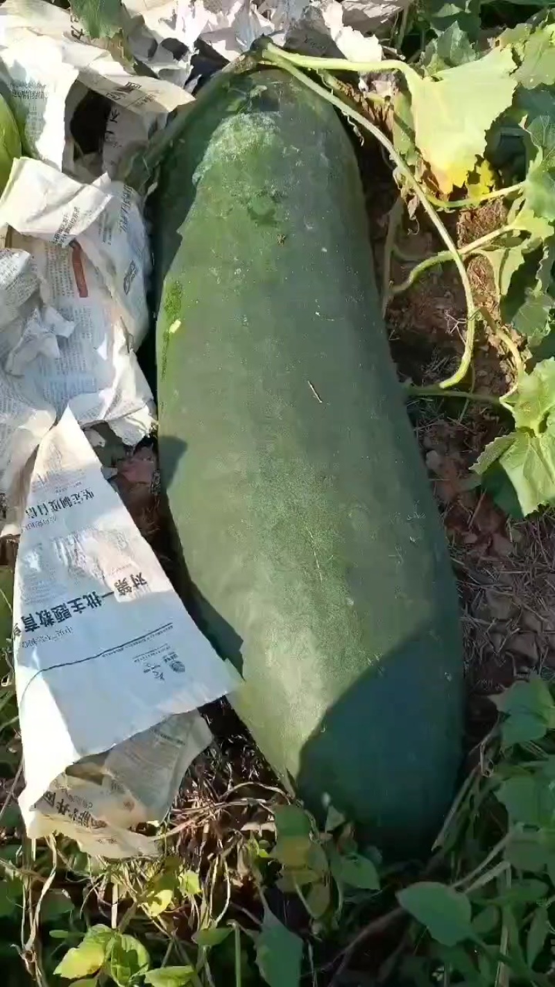黑皮瓜