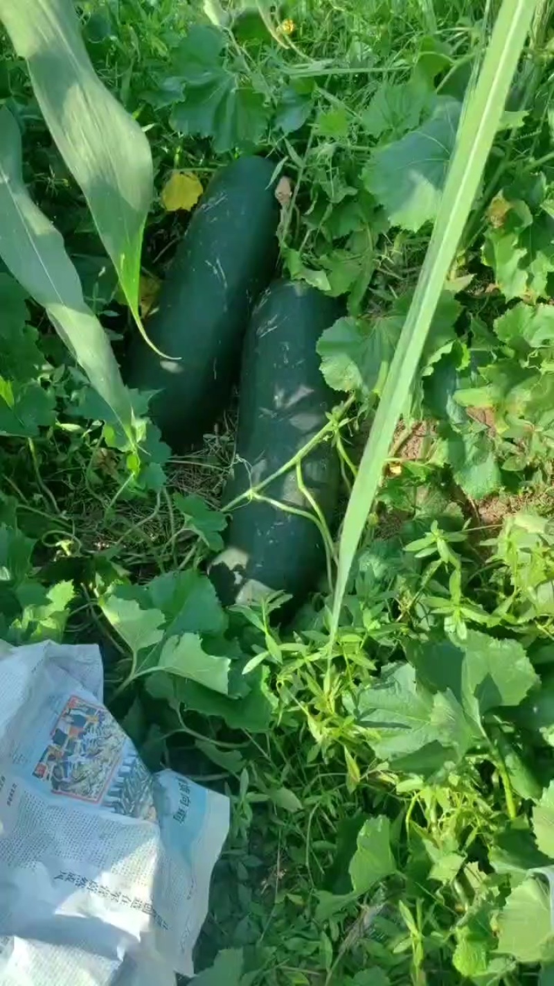 黑皮瓜