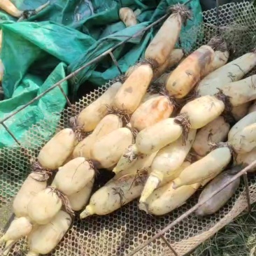 精品莲菜