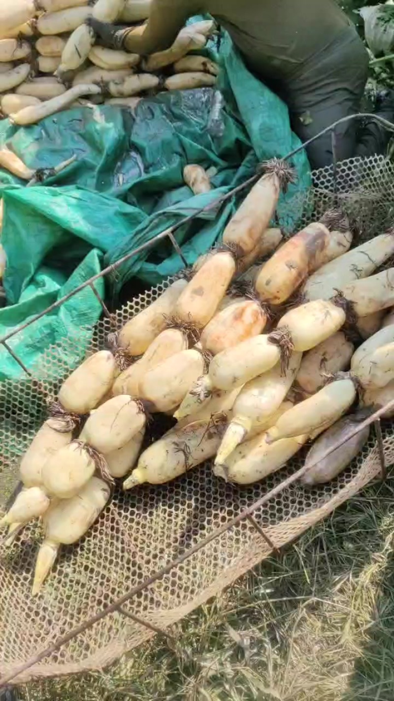 精品莲菜