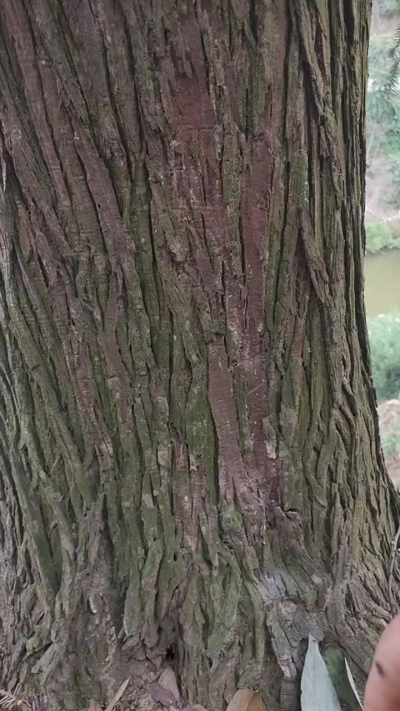 50年树龄的大衫树